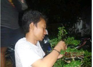 Kepala Staf DPC PDI Perjuangan Kabupaten Pekalongan Menyambangi Komunitas Bonsai di Kajen