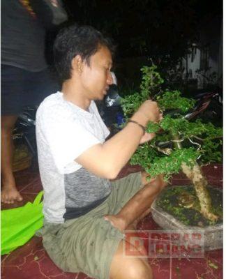 Kepala Staf DPC PDI Perjuangan Kabupaten Pekalongan Menyambangi Komunitas Bonsai di Kajen