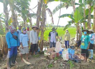 Ketahui Lahan Pertanian Diserang Hama, Sri Sumarni Instruksikan Dinas Pertanian Turun Langsung