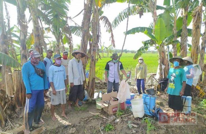 Ketahui Lahan Pertanian Diserang Hama, Sri Sumarni Instruksikan Dinas Pertanian Turun Langsung