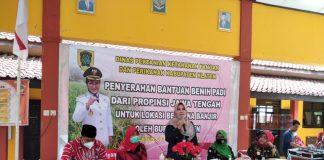 Peduli Bencana, Hj. Sri Mulyani dan Hj. Kadarwati Menyerahkan Bantuan Benih Padi Kepada Petani