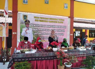 Peduli Bencana, Hj. Sri Mulyani dan Hj. Kadarwati Menyerahkan Bantuan Benih Padi Kepada Petani