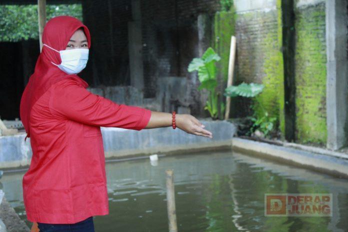 Uswatun Khasanah Ikan Koi dari Hobi jadi Jalan Rezeki