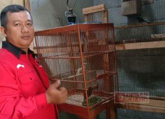 Cerita Singgih, dari Karyawan Ayam Potong Sampai Beternak Burung Murai Batu