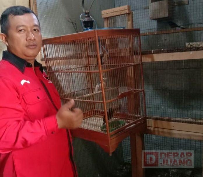 Cerita Singgih, dari Karyawan Ayam Potong sampai Beternak Burung Murai Batu
