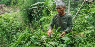 Ismoyo, Jatuh Bangun Dirikan Kampung Kopi Borobudur