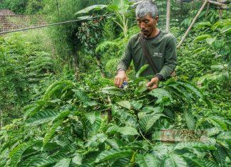 Ismoyo, Jatuh Bangun Dirikan Kampung Kopi Borobudur