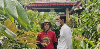 Kader Banteng Kabupaten Magelang Lakukan Budidaya Tanaman Alpukat