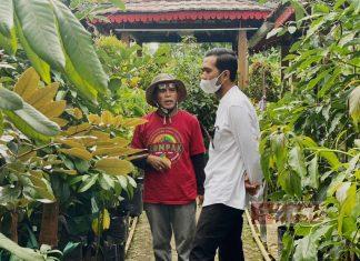 Kader Banteng Kabupaten Magelang Lakukan Budidaya Tanaman Alpukat