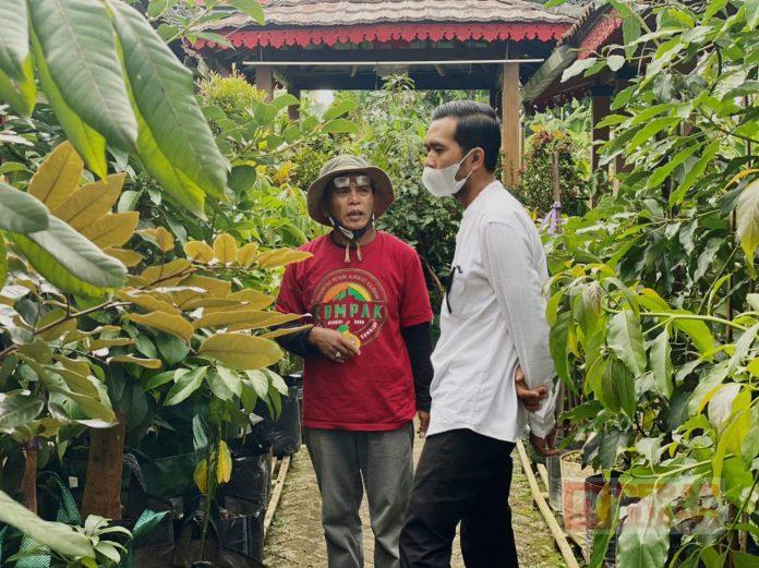 Kader Banteng Kabupaten Magelang Lakukan Budidaya Tanaman Alpukat