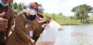 Mbak Etik Tebarkan Ribuan Benih Ikan Nila di Embung Keruk