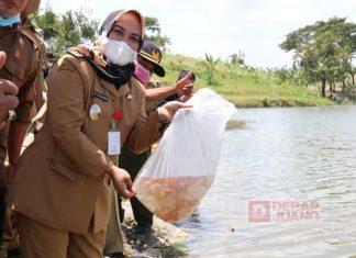 Mbak Etik Tebarkan Ribuan Benih Ikan Nila di Embung Keruk