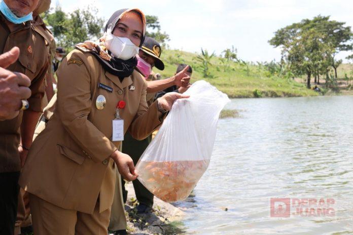 Mbak Etik Tebarkan Ribuan Benih Ikan Nila di Embung Keruk