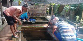 Panen Hasil Budidaya Lele, Sutari: Ini Adalah Hasil Perjuangan Bersama