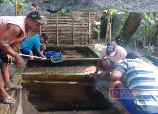 Panen Hasil Budidaya Lele, Sutari: Ini Adalah Hasil Perjuangan Bersama