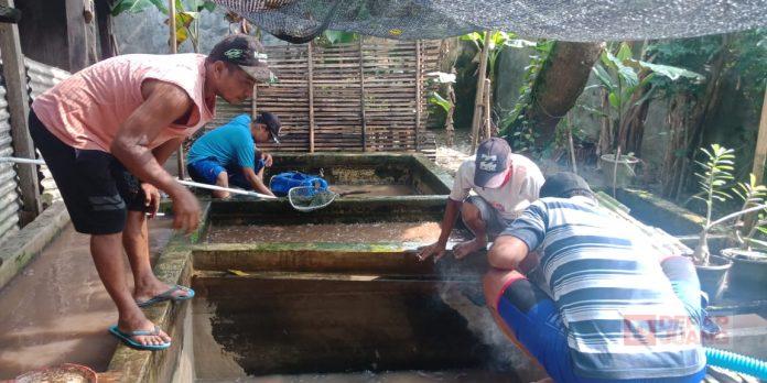 Panen Hasil Budidaya Lele, Sutari Ini Adalah Hasil Perjuangan Bersama