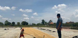 Tolak Tegas Rencana Impor Beras, Masan: Bagaimana Nasib Petani?