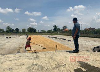 Tolak Tegas Rencana Impor Beras, Masan: Bagaimana Nasib Petani?