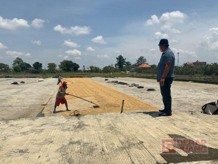 Tolak Tegas Rencana Impor Beras, Masan; Bagaimana Nasib Petani