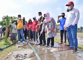 Bupati Sukoharjo Ikuti Gropyokan Tikus Bareng Petani