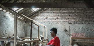 CKJ Mega Geluti Bisnis Sektor Peternakan