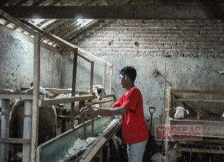 CKJ Mega Geluti Bisnis Sektor Peternakan