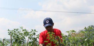 Urgensi Dua Paradigma dalam Membangun Sektor Pertanian