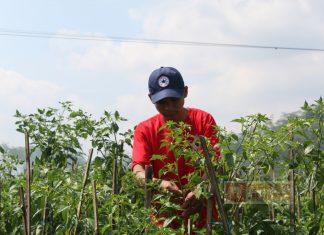 Urgensi Dua Paradigma dalam Membangun Sektor Pertanian