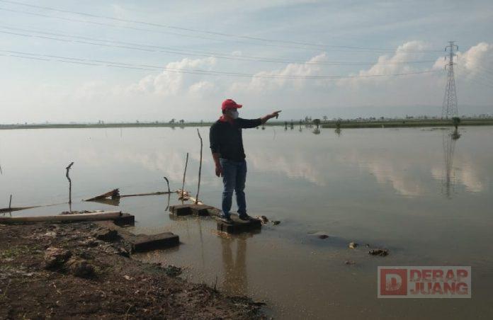 Dengar Aspirasi Petani, Masan Tinjau Langsung ke Sawah