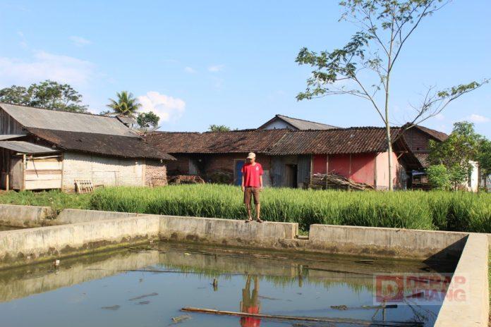 KJ Kab. Temanggung budidaya ikan patin