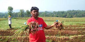 Ristanto Pelopori Komoditas Bawang Merah di Mandiraja