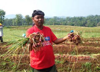 Ristanto Pelopori Komoditas Bawang Merah di Mandiraja