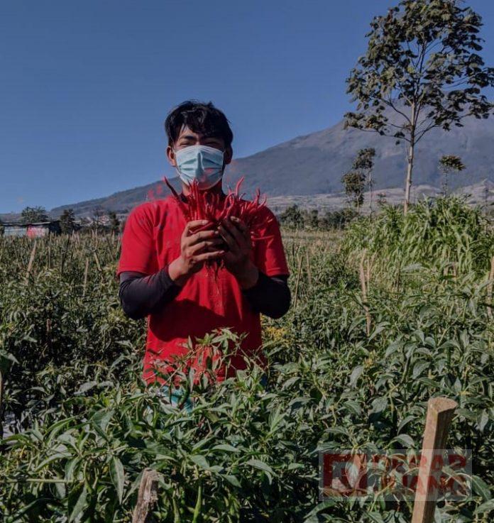 pertanian CKJ Temanggung