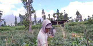 Bangun Kemandirian Ekonomi, CKJ Muhfaizun Tekuni Bertani Cabai