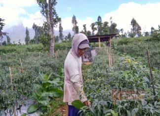 Bangun Kemandirian Ekonomi, CKJ Muhfaizun Tekuni Bertani Cabai