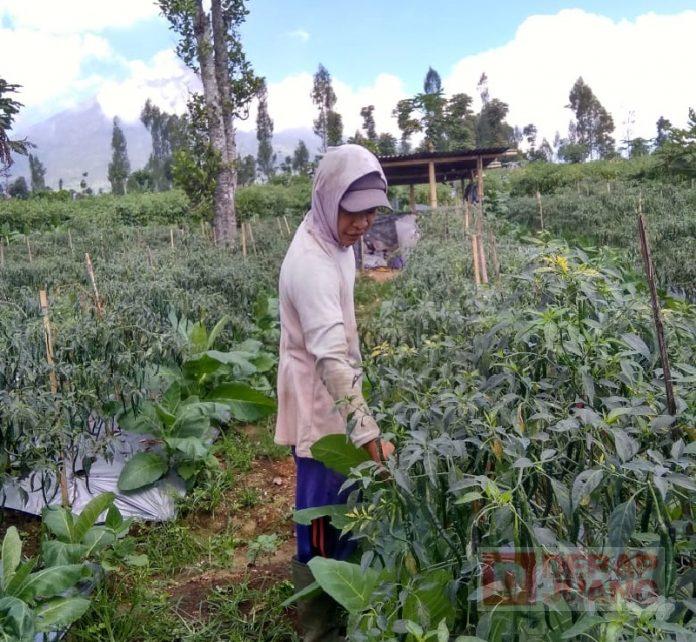 Bangun Kemandirian Ekonomi, CKJ Muhfaizun Tekuni Bertani Cabai (2)