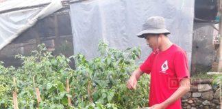 CKJ Gandi Manfaatkan Teknologi untuk Mengembangkan Sektor Pertanian