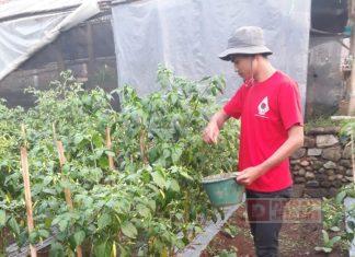 CKJ Gandi Manfaatkan Teknologi untuk Mengembangkan Sektor Pertanian