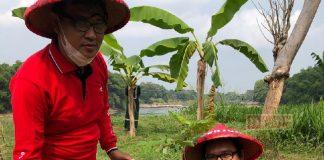 DPC PDI Perjuangan Kudus Turut Serta Ikuti Politik Hijau Penanaman 15.000 Pohon