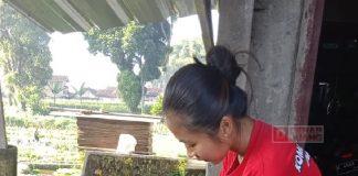 Dari Hobi, Budidaya Marmut Jadi Ladang Rezeki