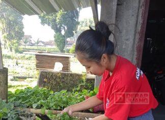 Dari Hobi, Budidaya Marmut Jadi Ladang Rezeki