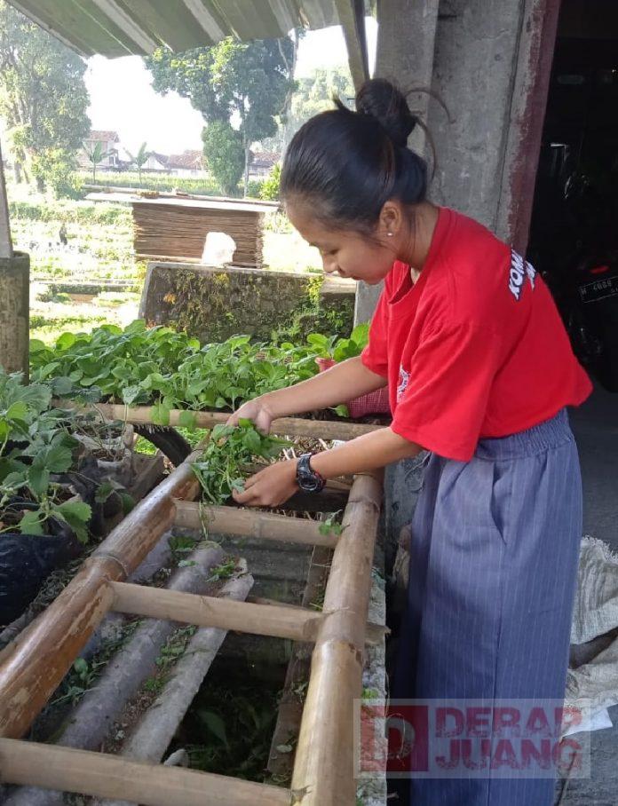 Dari Hobi, Budidaya Marmut Jadi Ladang Rezeki