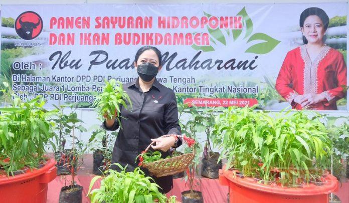 Hadir di Panti Marhaen, Mbak Puan Serukan Urban Farming