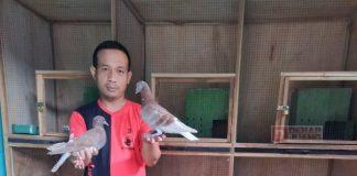 Kader Banteng Klaten Utara Tekuni Budidaya Burung Merpati Balap