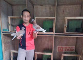 Kader Banteng Klaten Utara Tekuni Budidaya Burung Merpati Balap
