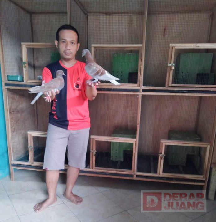 Kader Banteng Klaten Utara Tekuni Budidaya Burung Merpati Balap