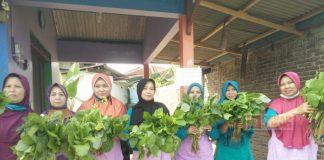 Kelompok Wanita Tani Bawang Ceria Berdikari Tingkatkan Inovasi Pertanian