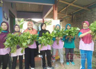 Kelompok Wanita Tani Bawang Ceria Berdikari Tingkatkan Inovasi Pertanian