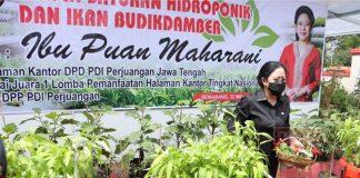 Panen Sayuran Hidroponik, Puan: Bisa Jadi Peluang Ekonomi