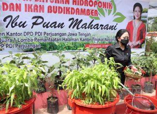 Panen Sayuran Hidroponik, Puan: Bisa Jadi Peluang Ekonomi
